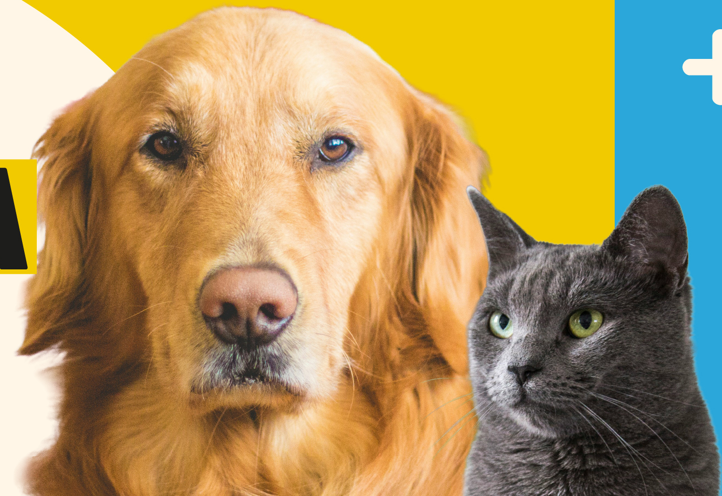 Campanha de Vacinação Antirrábica 2025 em Albertina: Proteja seu animal e a saúde da comunidade